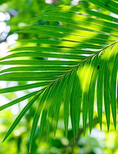 Buying property in the Caribbean
